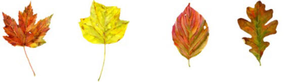 Leaf Illustrations by Dale Morgan