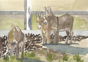 Miniature Donkeys by Susan Hausmann