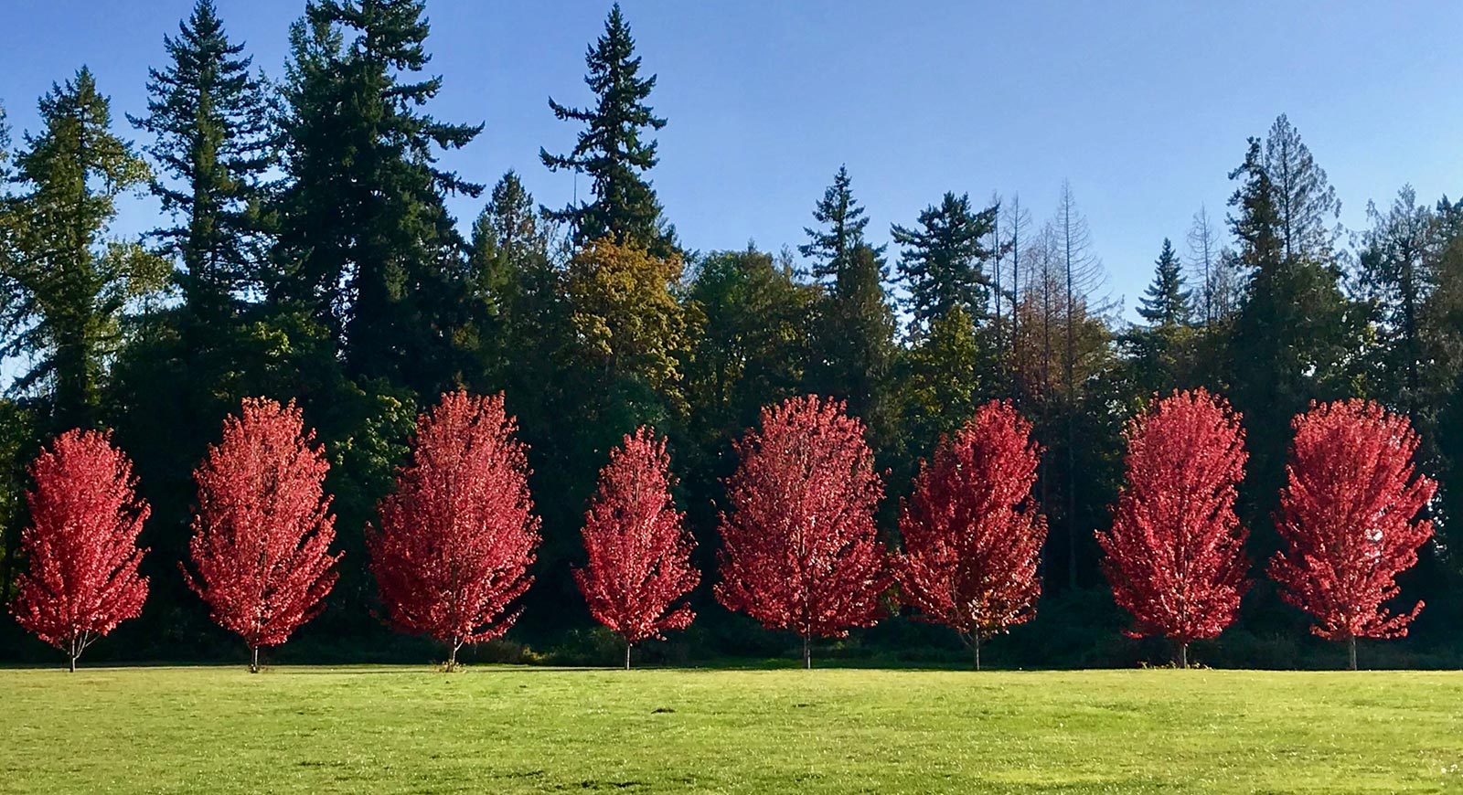 the-grove-slideshow-autumn-trees.jpg