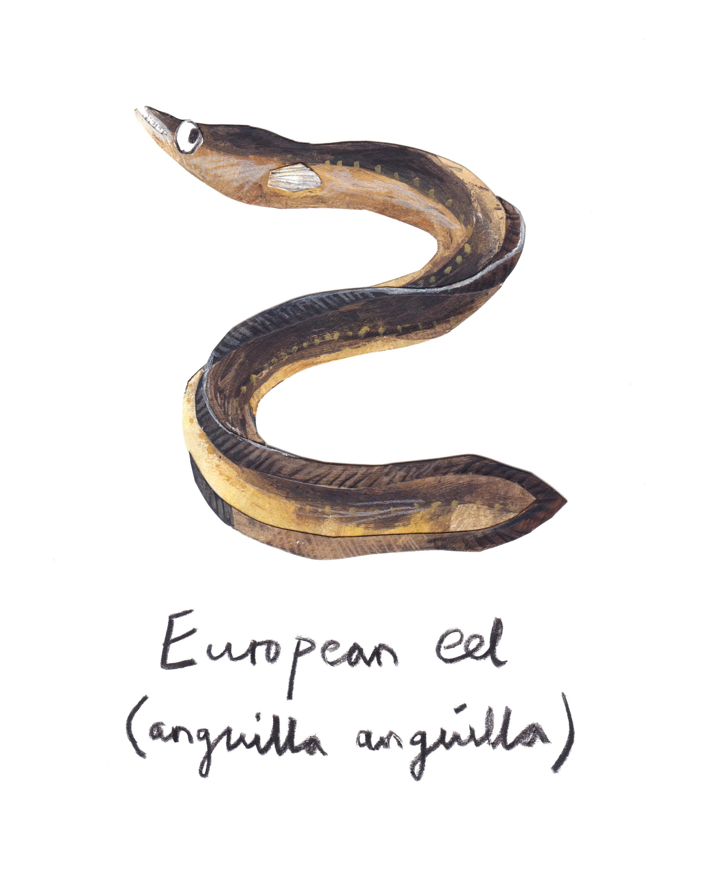 European Eel adult