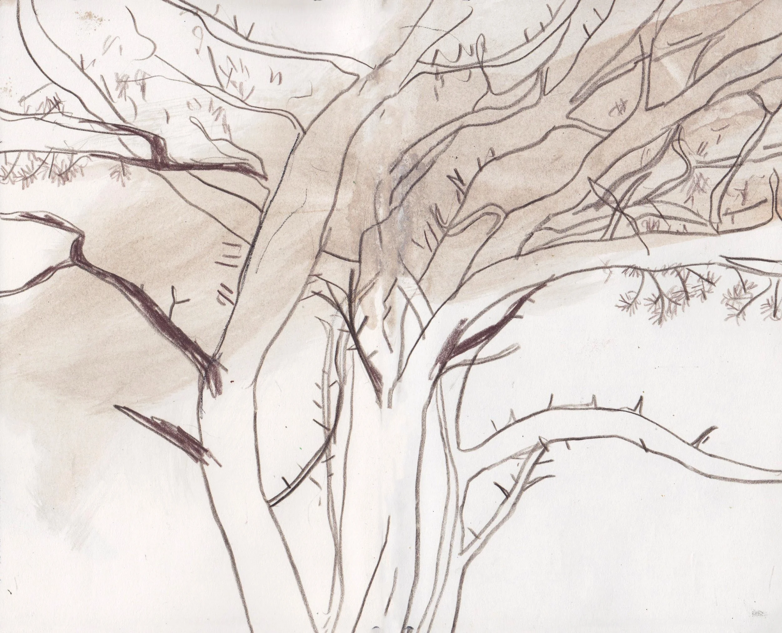 treesketch.jpg