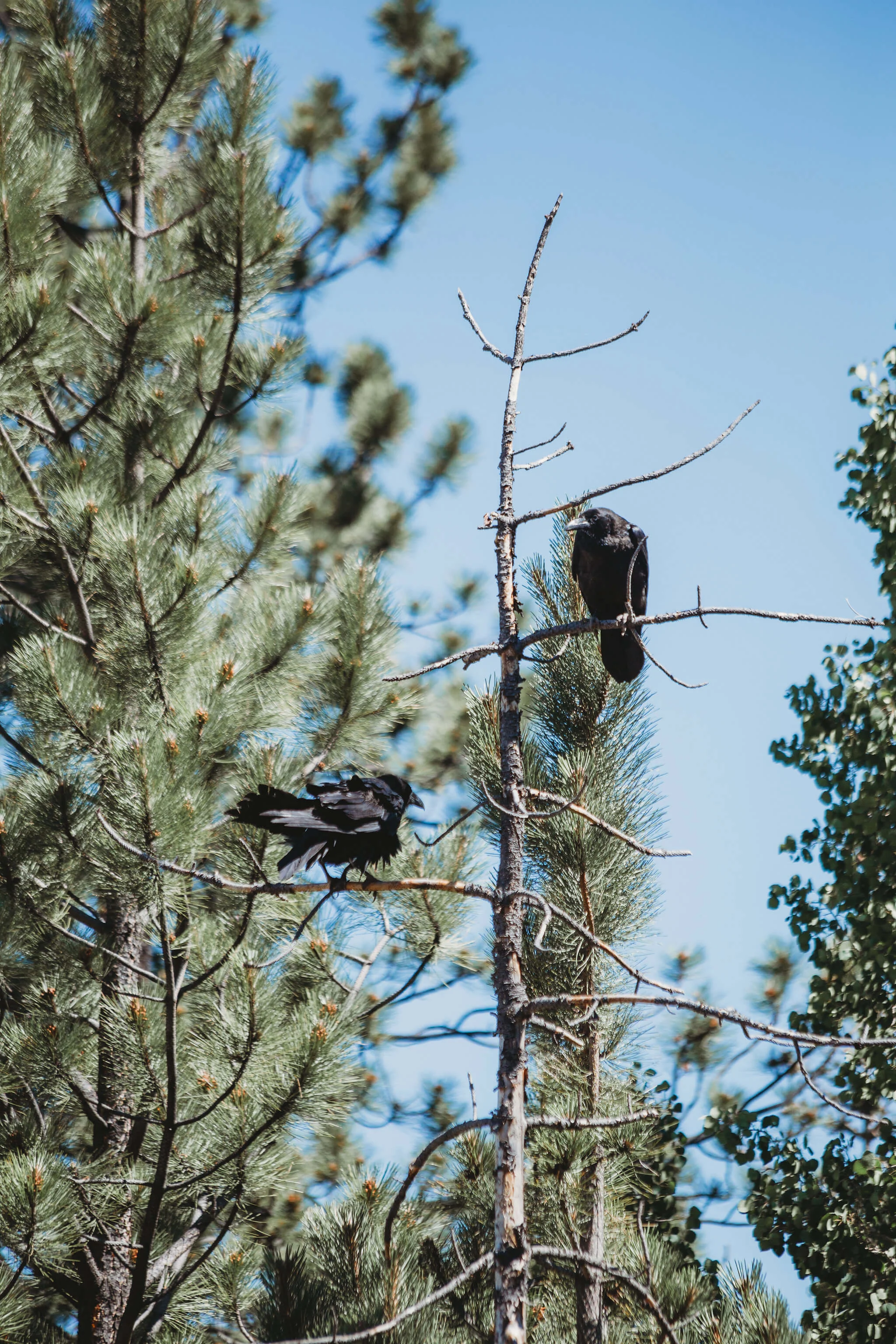MtPrinceton-YogaRetreat-2018-1115.jpg