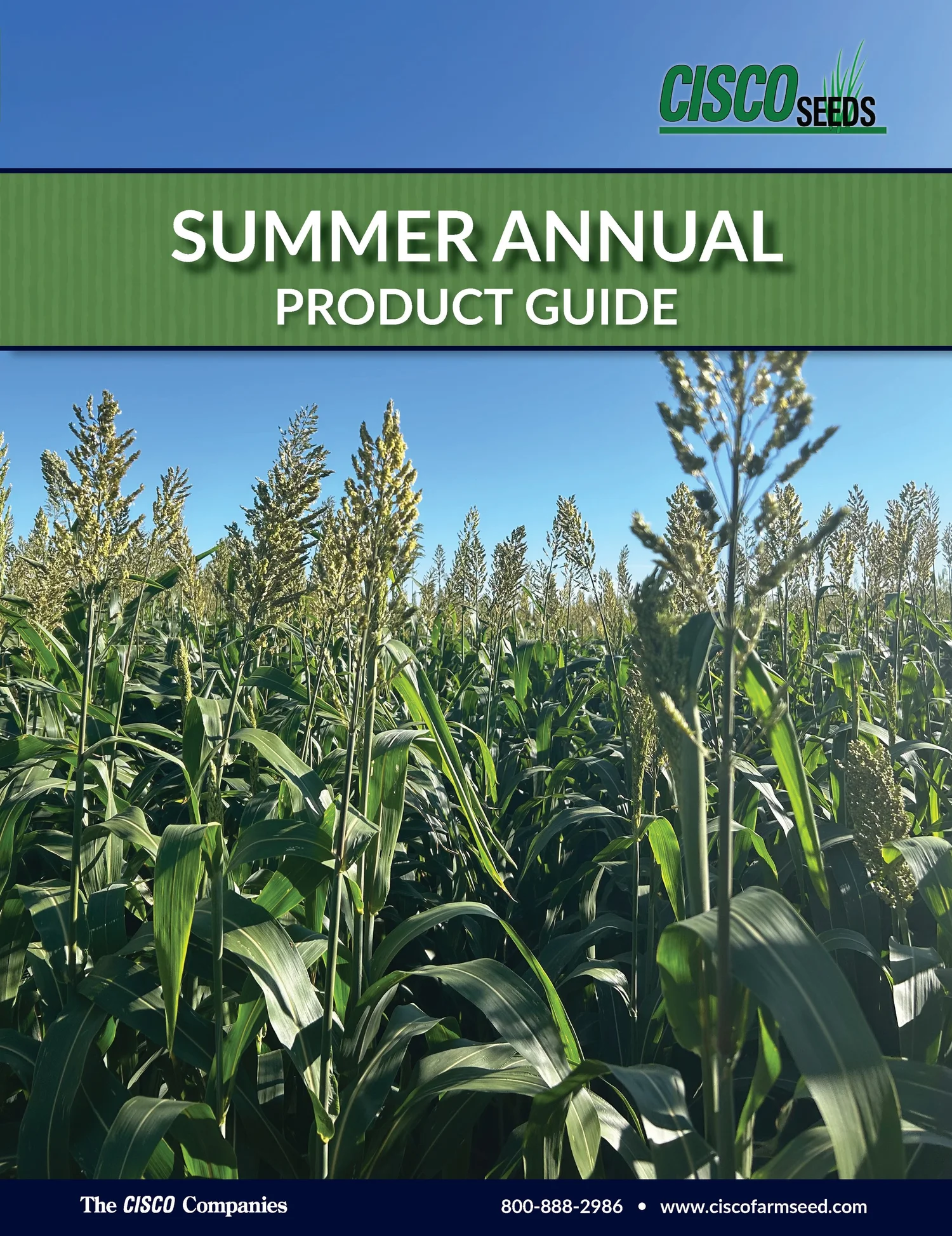 Grazing Summer Annual Mix — CISCO Farm Seed