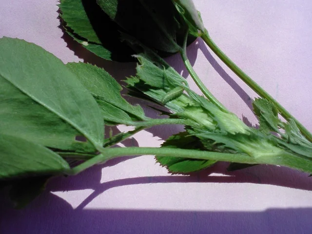 Look closely at the middle of the picture to see the alfalfa weevil larvae. 