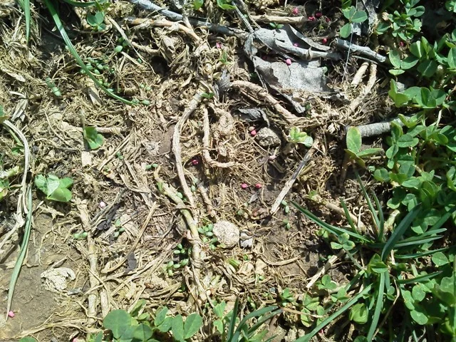 Red clover seed not buried too deep.