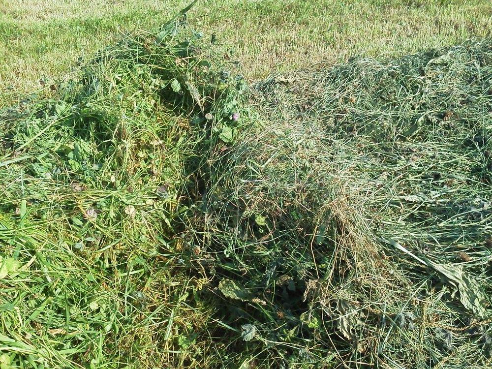 Red clover hay for sale