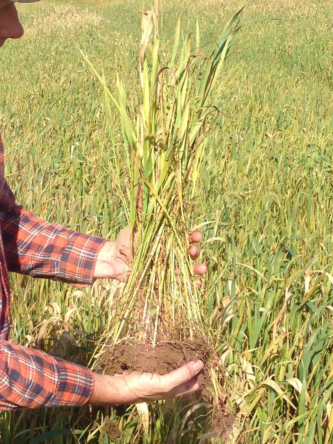 2014-10-23 Sorghum Sudangrass and Oats Blend2.jpg