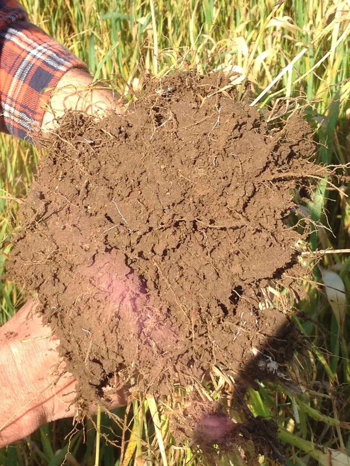 2014-10-23 Sorghum Sudangrass and Oats Blend.jpg