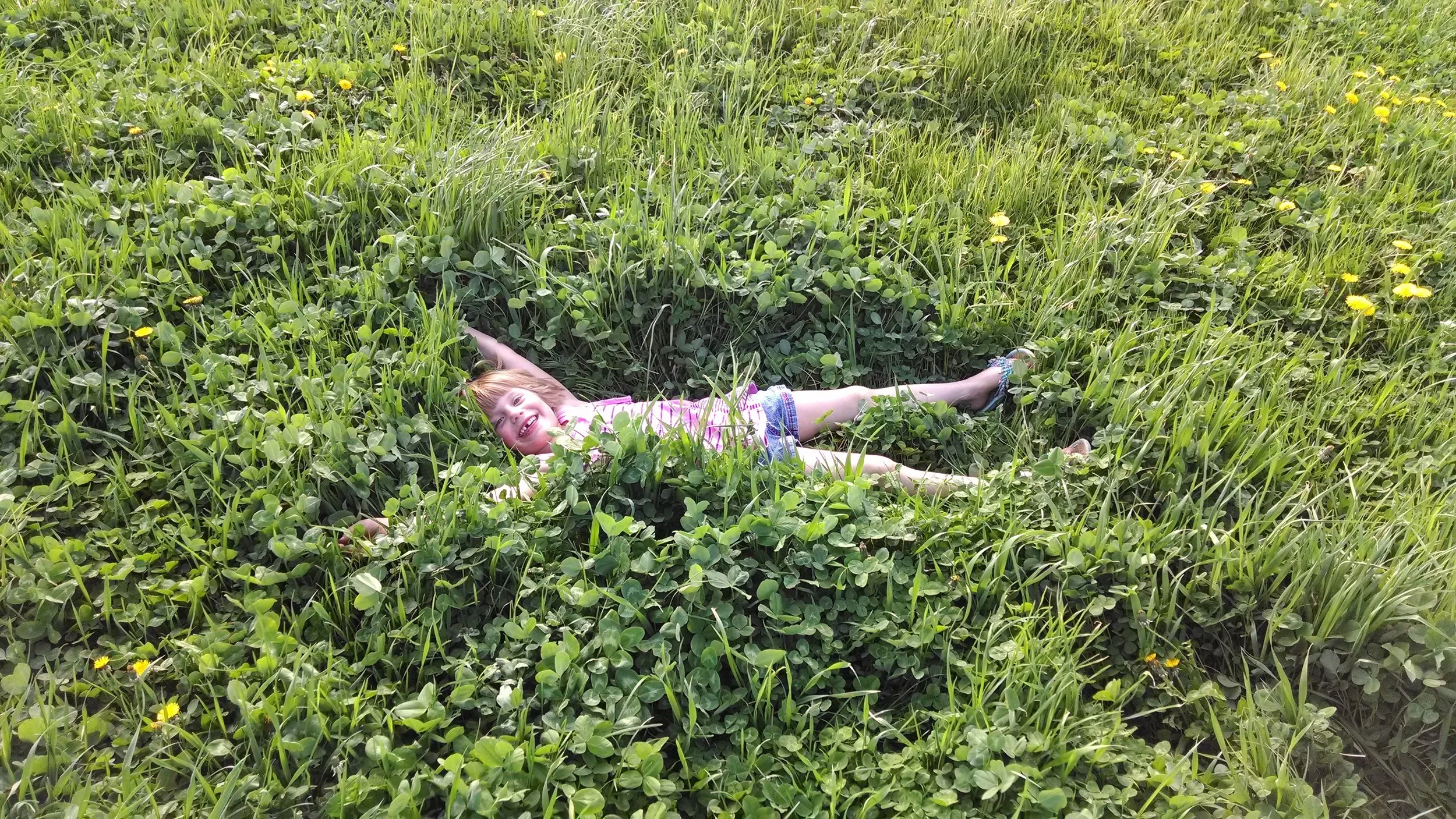 Gallant Red Clover and Profit Orchardgrass Making a Great Bed.jpg