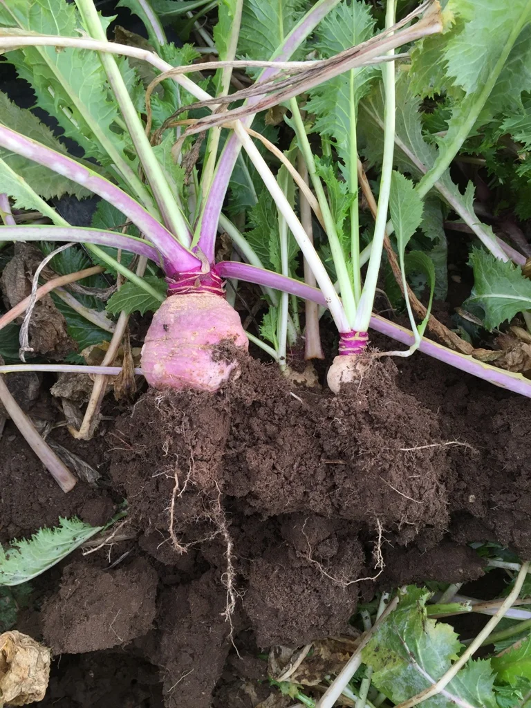 2015.12.8 - Appin Turnips Roots.JPG