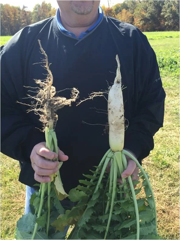 Compare the root of the rapeseed on the left to the radish root on the right. 