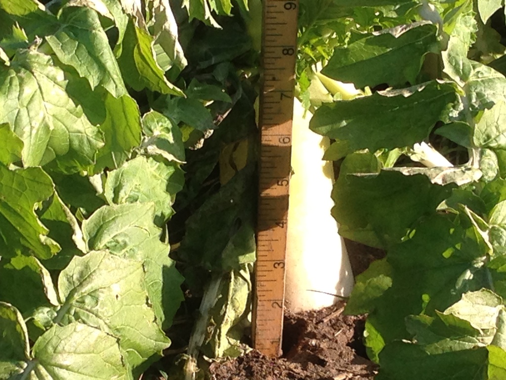 2013 - Soilbuster Radish4.jpg