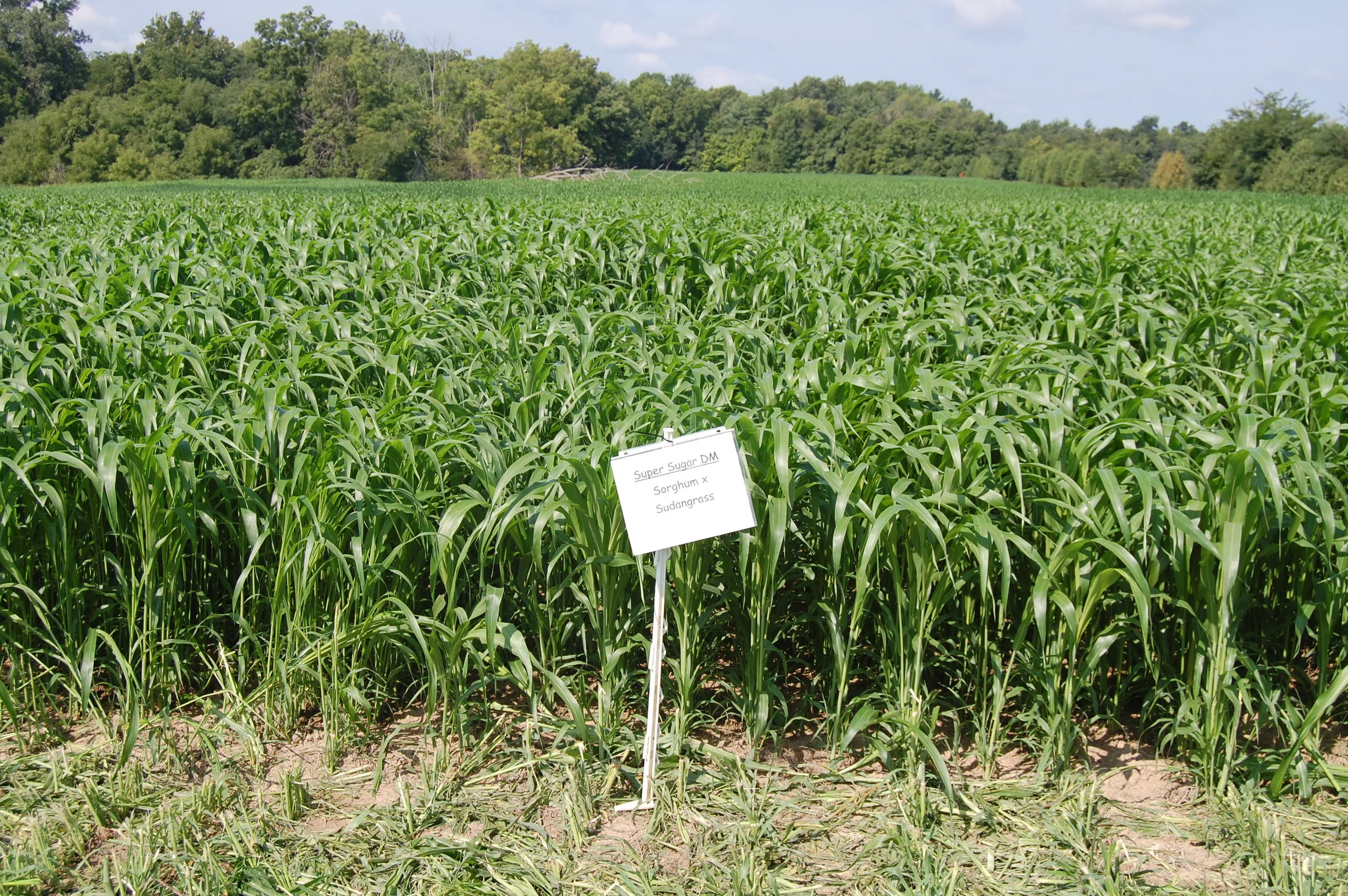 Summer Annual Grasses — CISCO Farm Seed