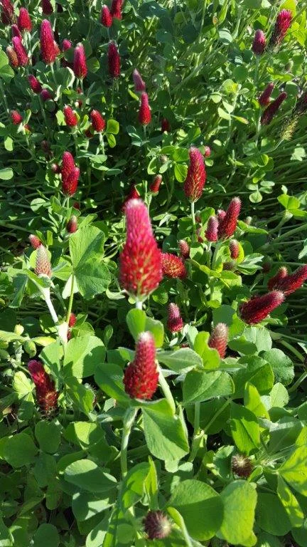 Crimson Clover.jpg