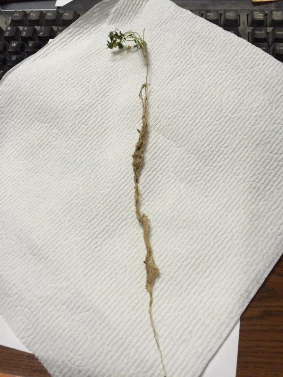 Balansa root - dry.jpg