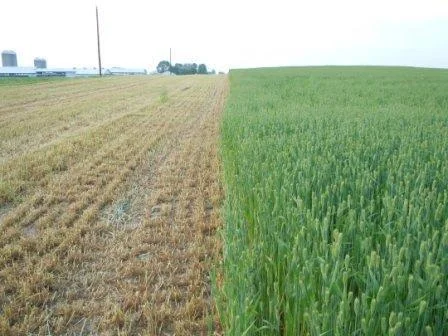 Harvested+Winter+Barley+from+Dairy+Farm.jpg