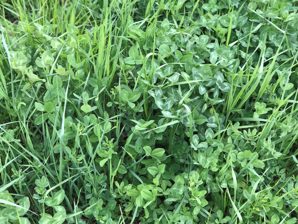 Enduro Plus Premium Pasture Mix.JPG
