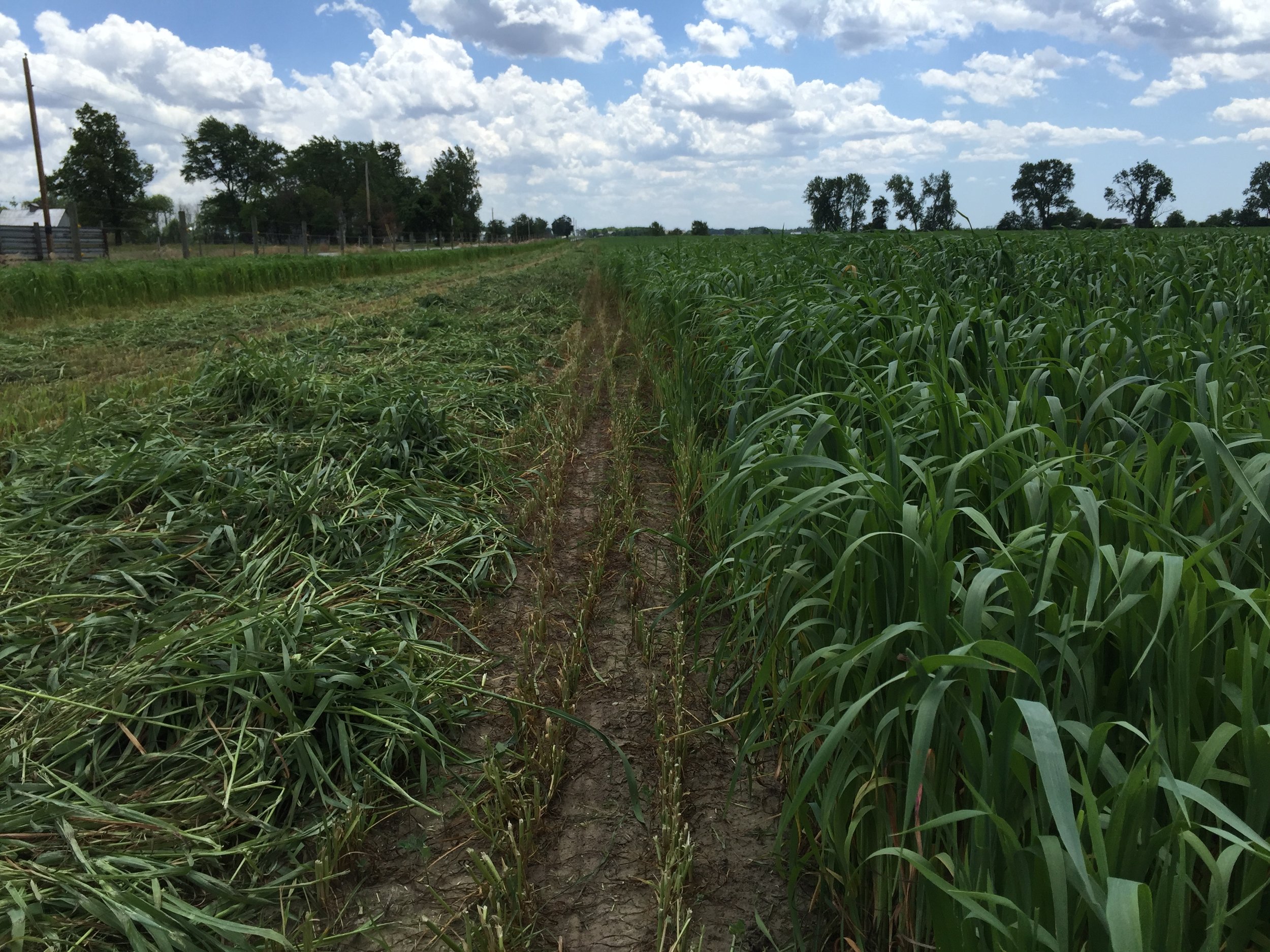 2016.6.7 - Culp - Haywire Oats.jpeg