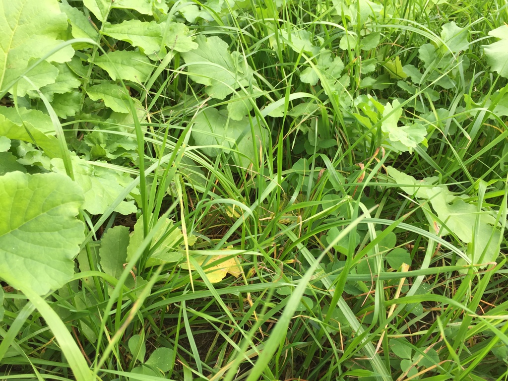 N-Vest Nutribuilder Mix in the fall