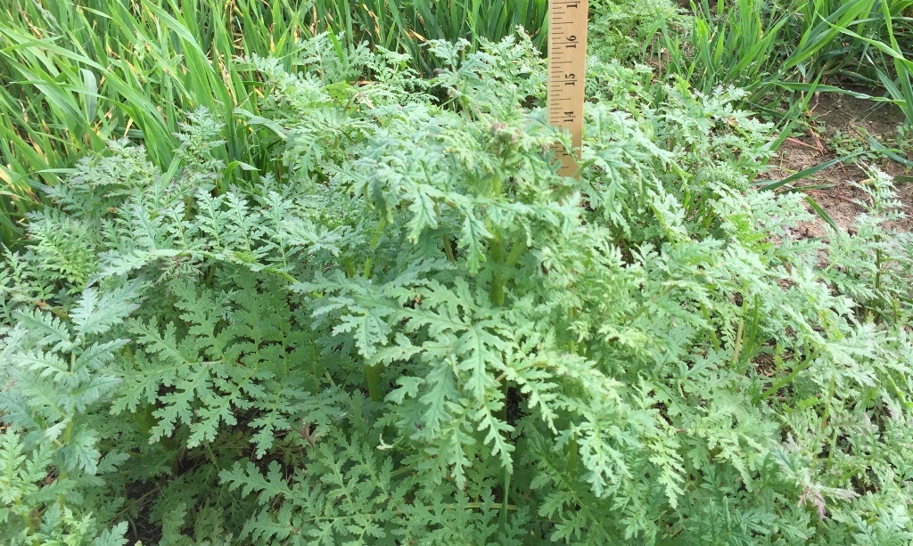 Phacelia.jpeg