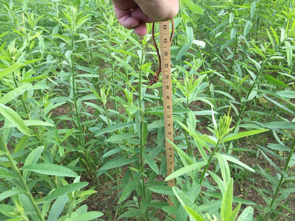 Sunn Hemp — CISCO Farm Seed