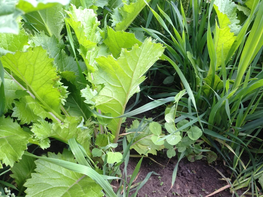 Custom Cover Crop Mix - Forage Mix + Peas.JPG