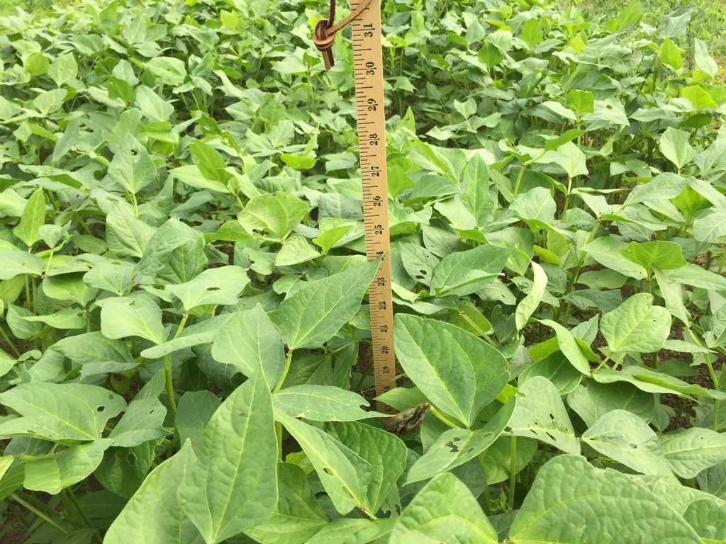 Cowpeas top view.jpeg