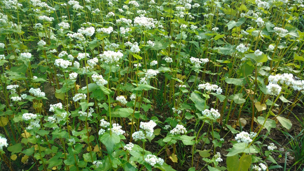 Buckwheat in full bloom.jpg