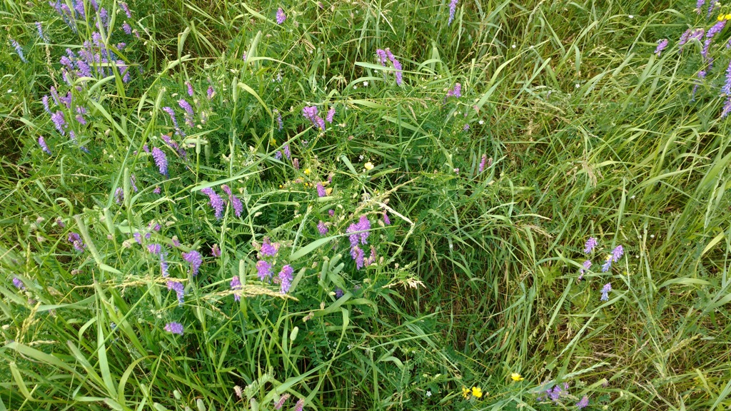 hairy vetch in bloom.jpg