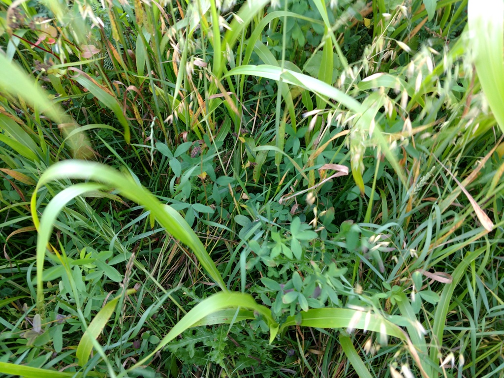 Frosty Berseem Clover.jpg
