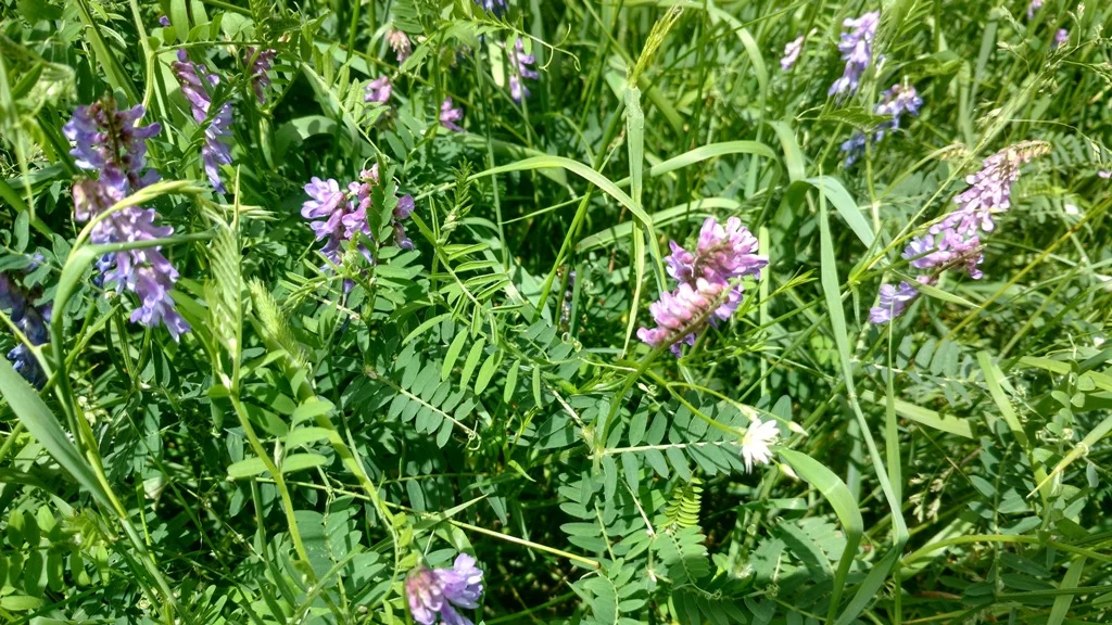 Hairy Vetch — CISCO Farm Seed