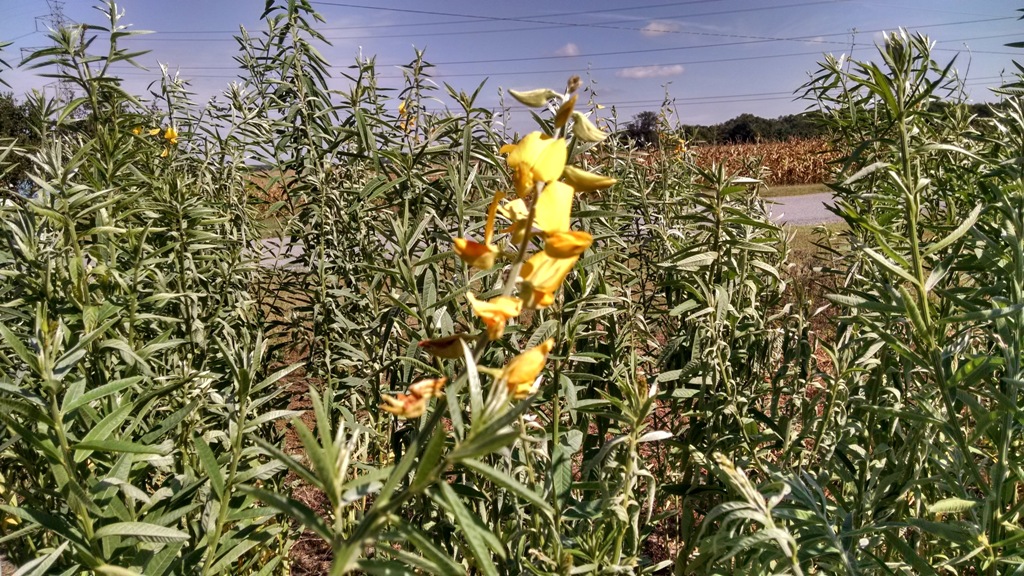 Sunn Hemp with flower.jpg