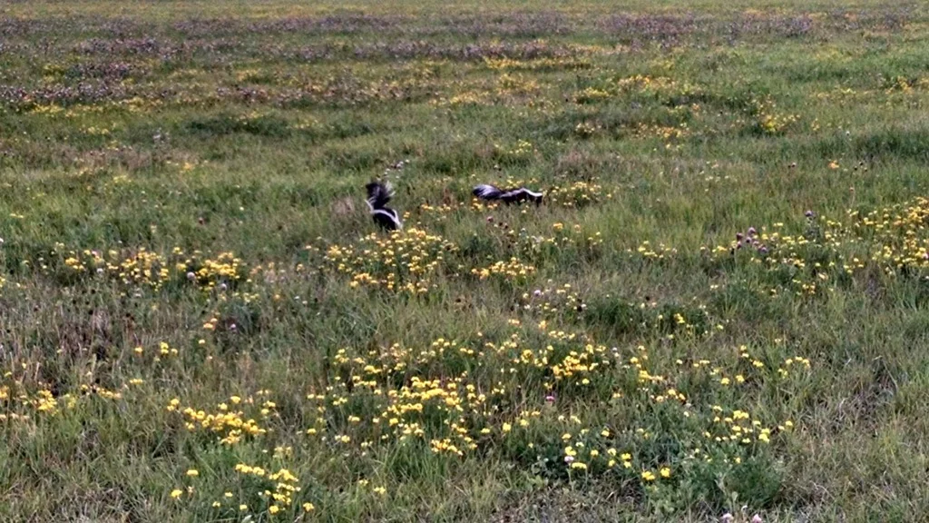 Some people might think birdsfoot trefoil stinks as a forage. We couldn't disagree more. 