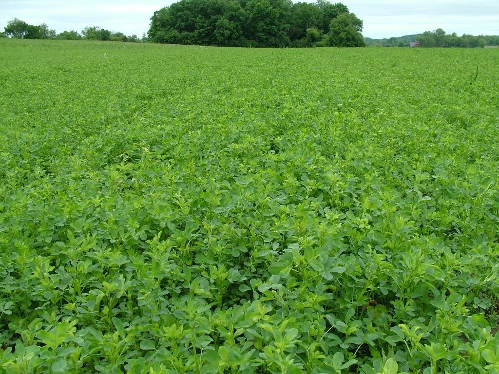 2015 New WL Varieties.JPG