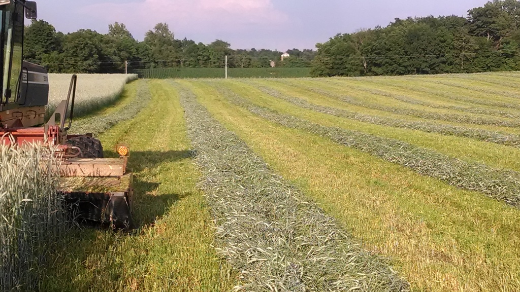 Elevator Spring Triticale.jpg