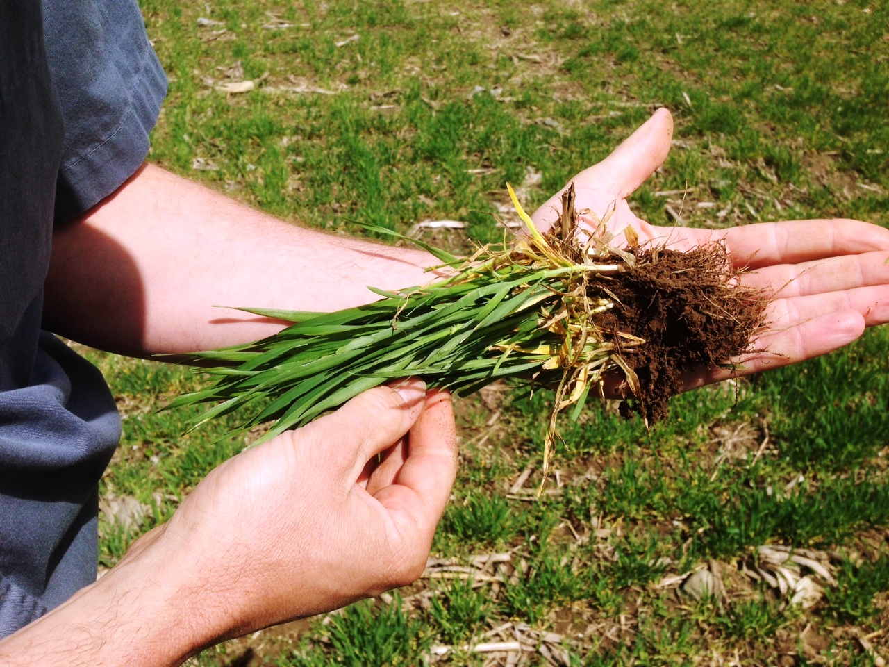 Root System 2014 - Valor Winter Barley.jpeg