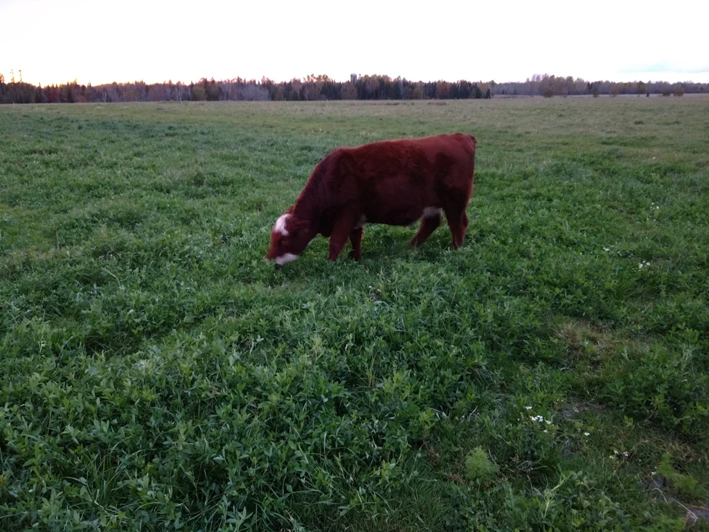 Grazing Frosty Berseem Clover.jpg