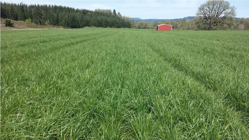 Payload Tall Fescue