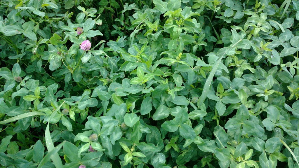 Gallant Red Clover.jpg