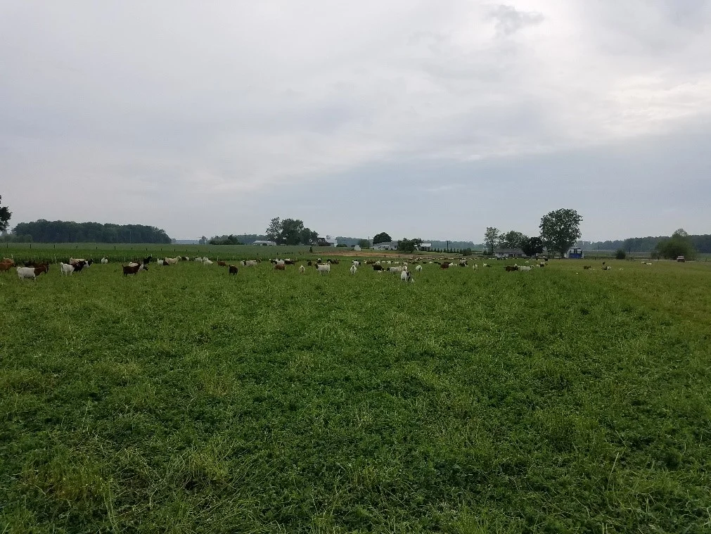 boar goats enjoying a well maintained pasture.jpg