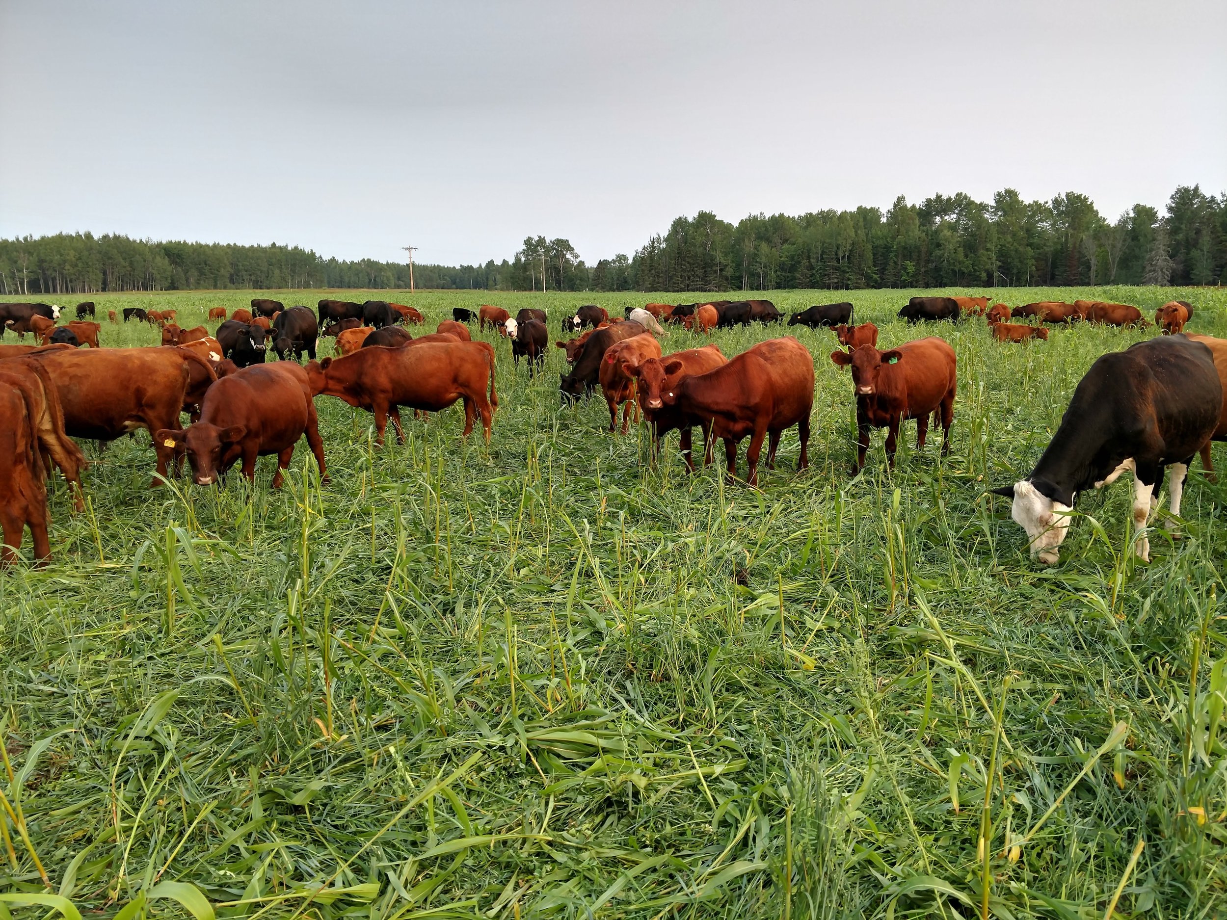 cover photo - cattle grazing summer annuals.jpg