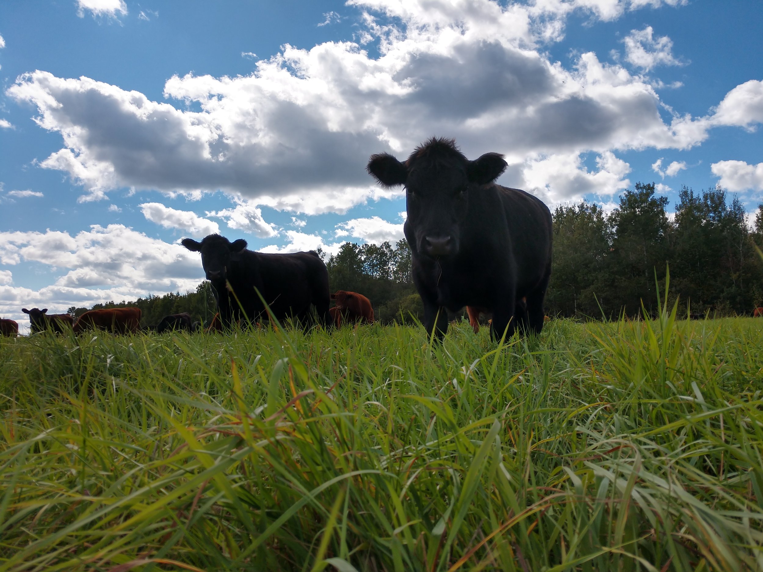cover photo - cattle grazing under blue sky.jpg