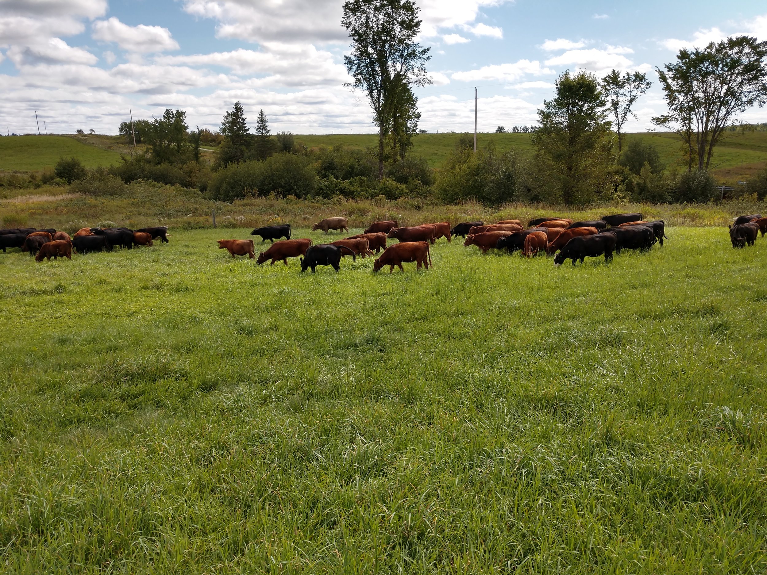 cover photo - cattle grazing with blue sky in distance.jpg