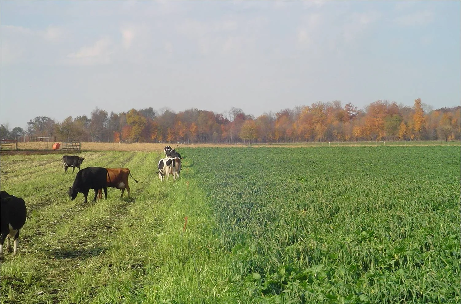 Cows grazing appin.jpg