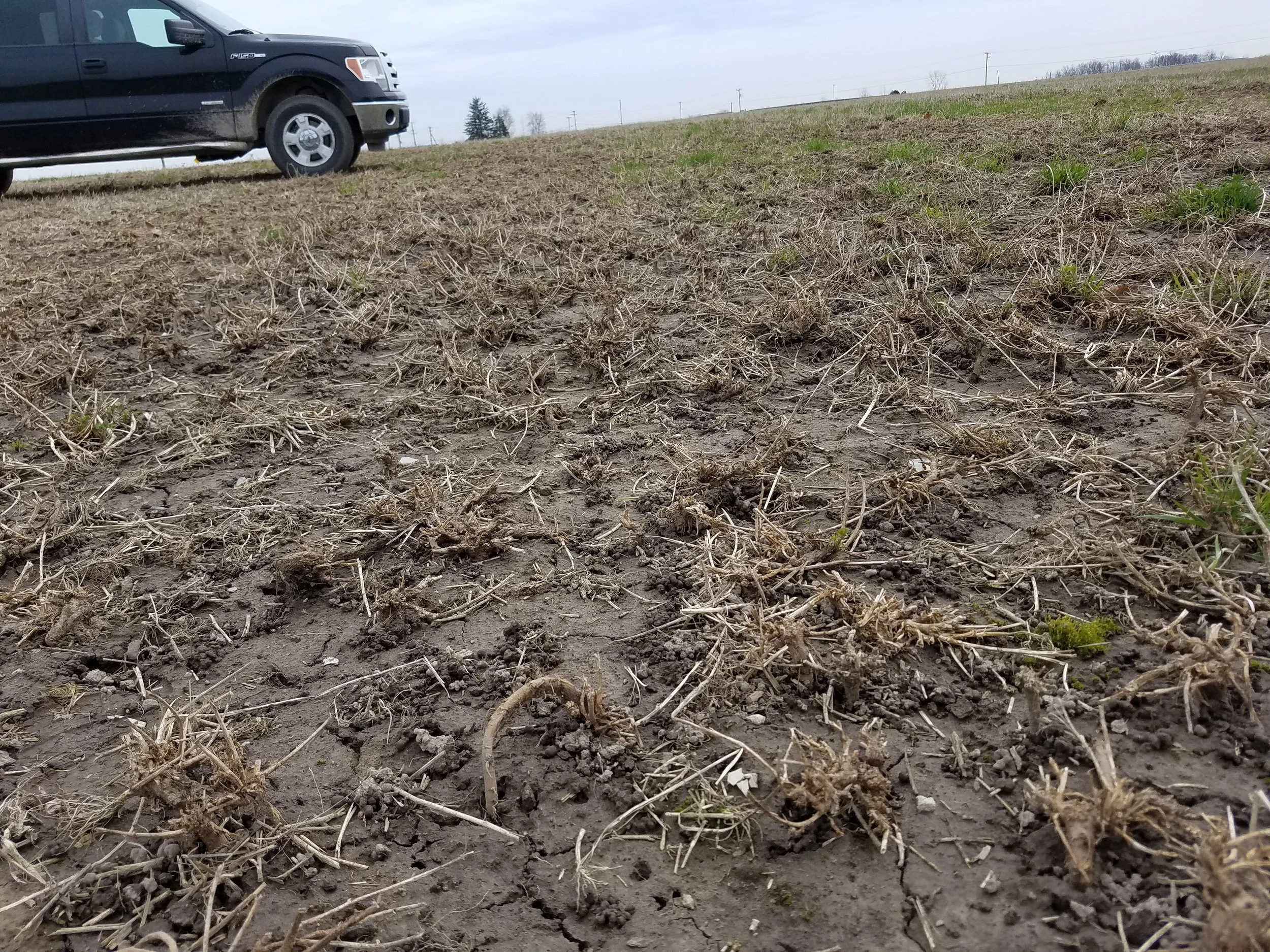 alfalfa - heaving - wide view of field.jpg