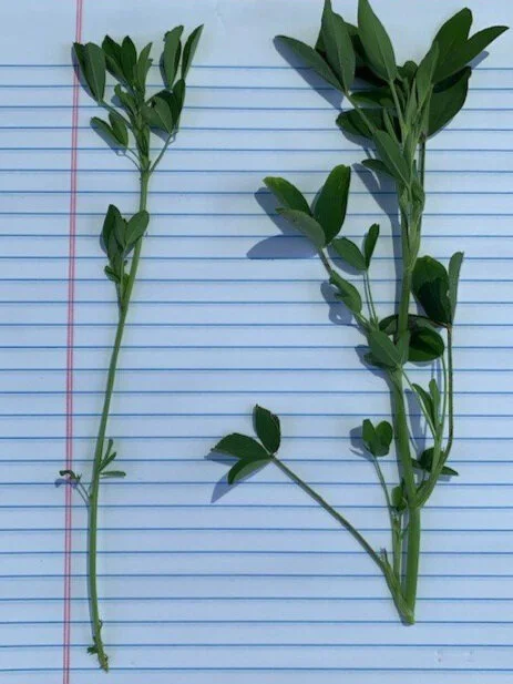 alfalfa on the left; Frosty Berseem Clover on the right