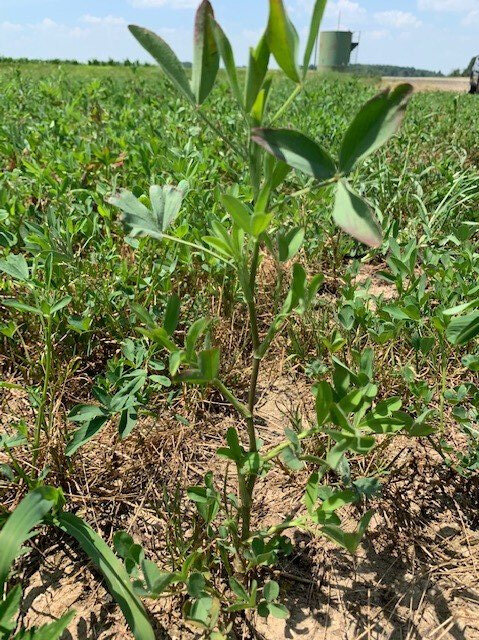 Frosty in the field.