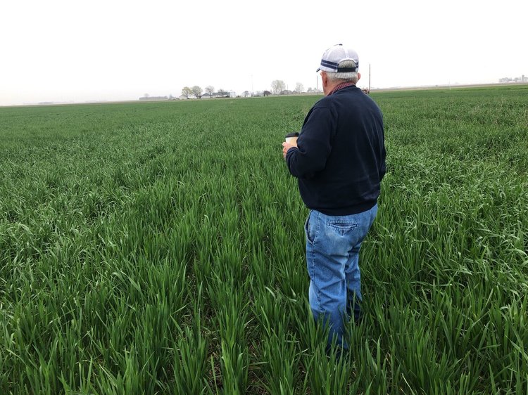 Fall Triticale: Benefits of Spring Fertilization — CISCO Farm Seed