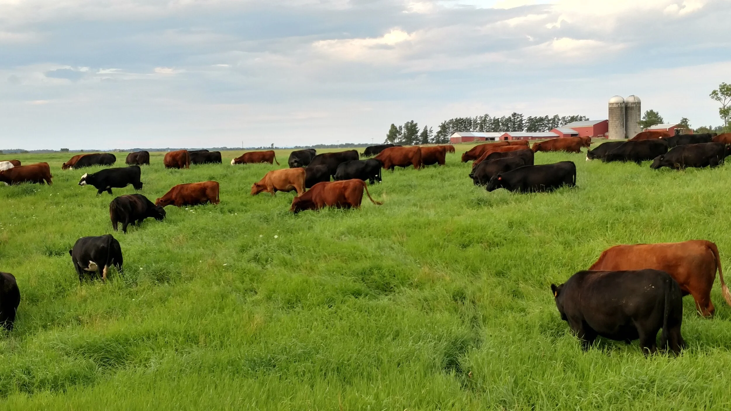 Grazing — Blog — CISCO Farm Seed