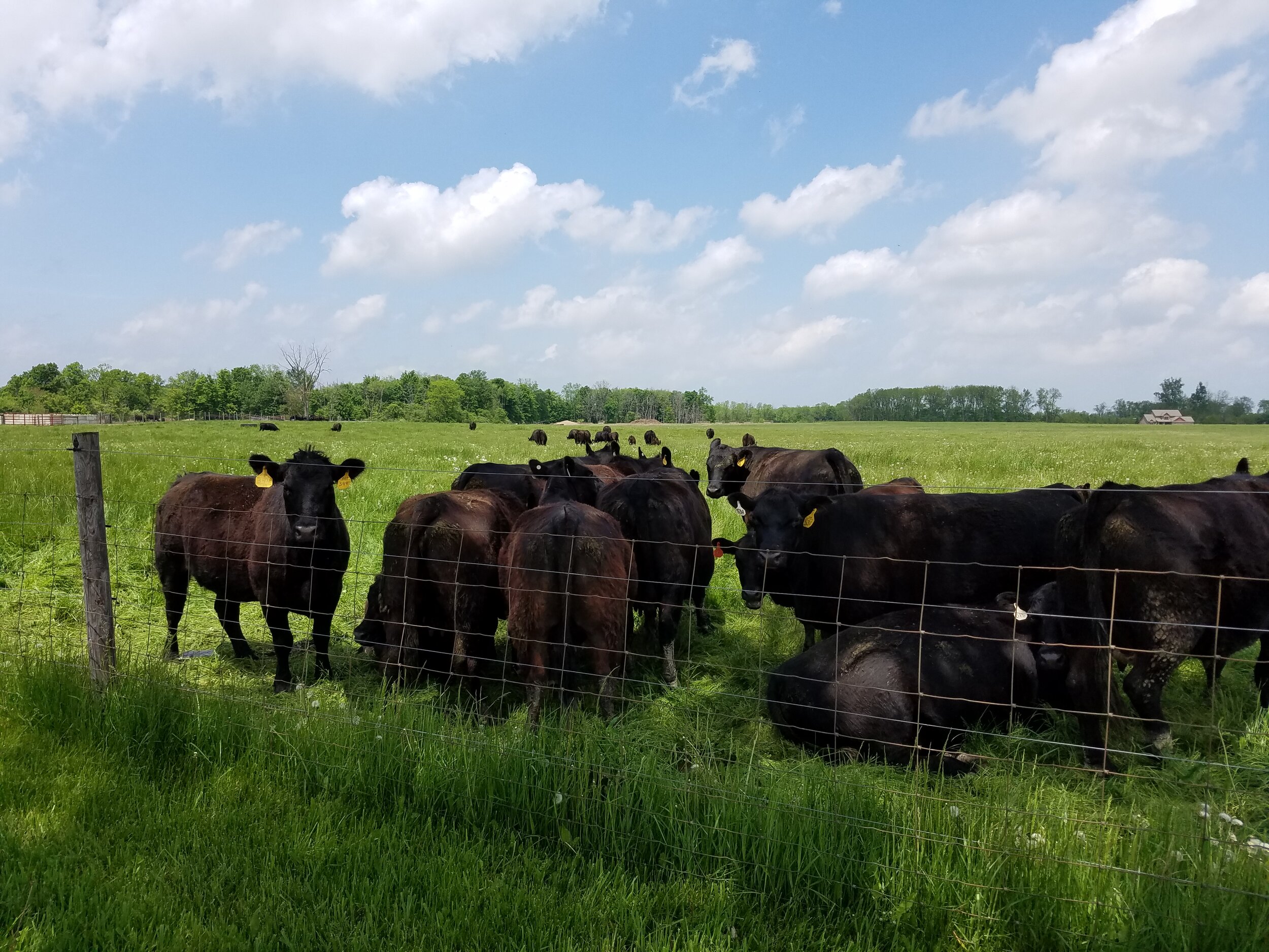 cattle pasture.jpg